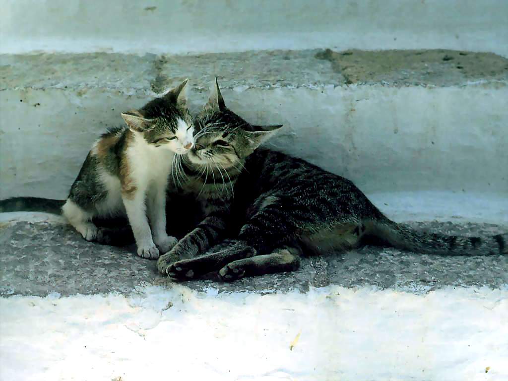 Gatti (116)